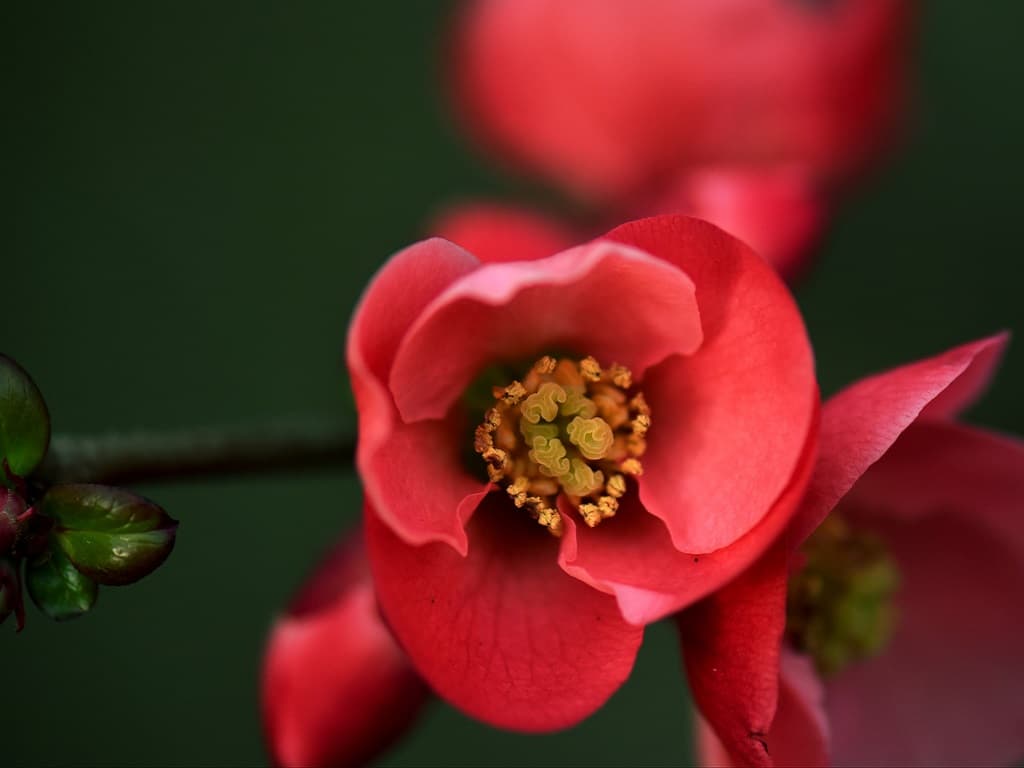 begonia