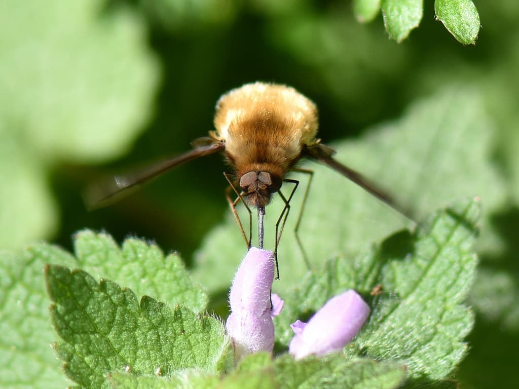 Bombyle systoechus
