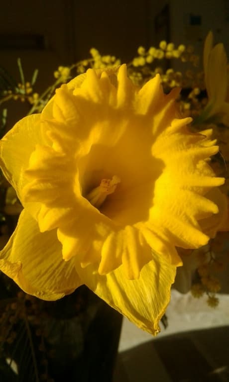 fleur