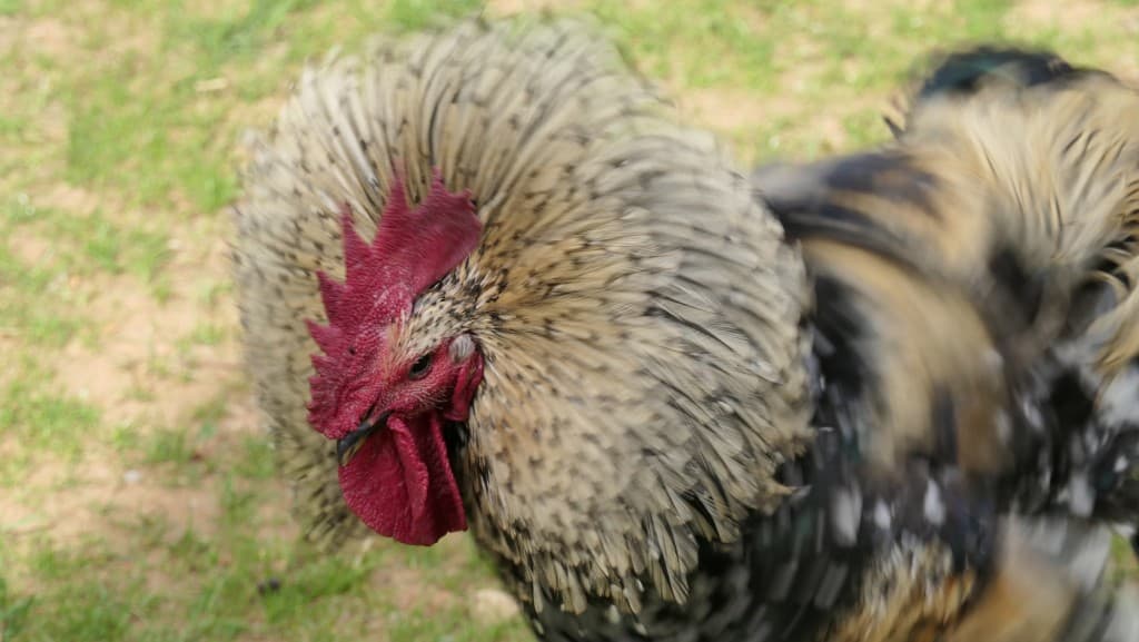 giorgio
