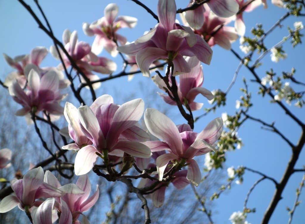 La superbe des magnolias
