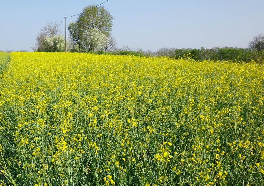 Les colzas avec leurs gilets jaunes !