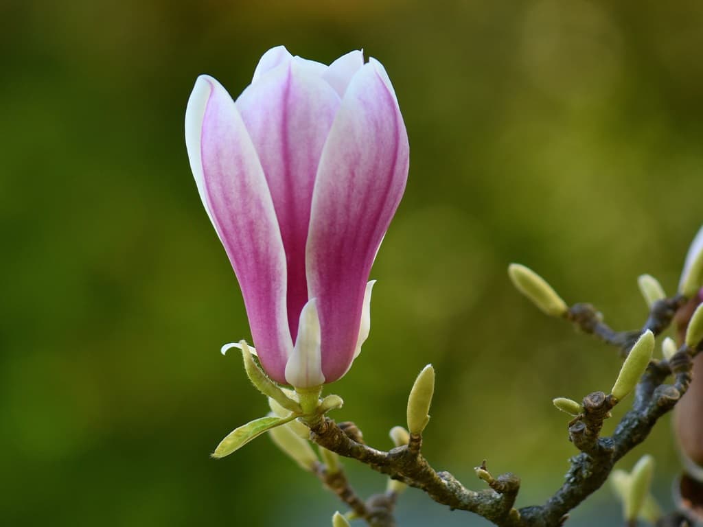 Magnolia