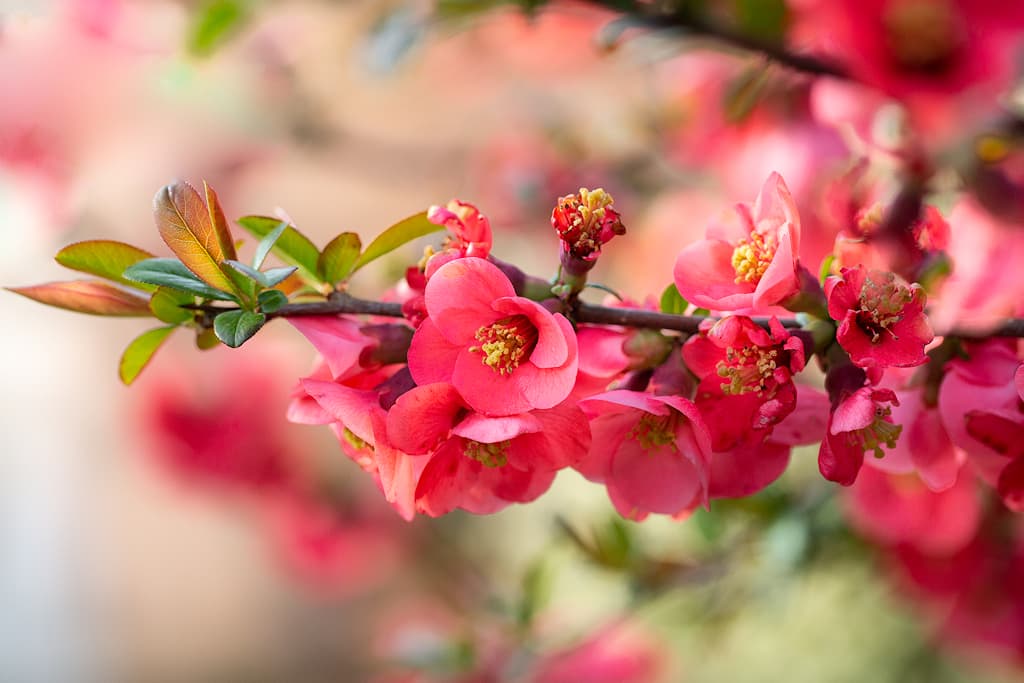 Pommier du Japon
