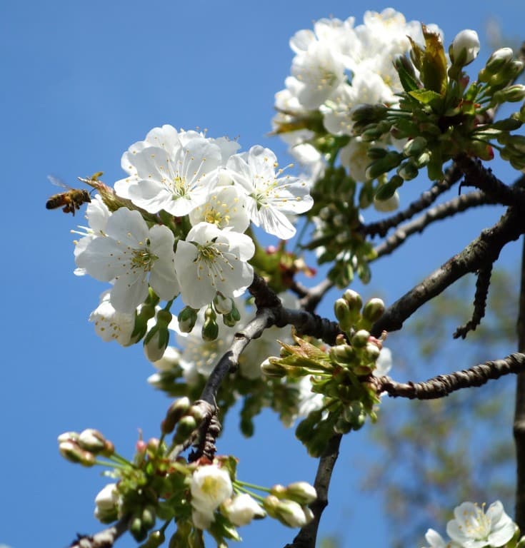 Sauvons les abeilles