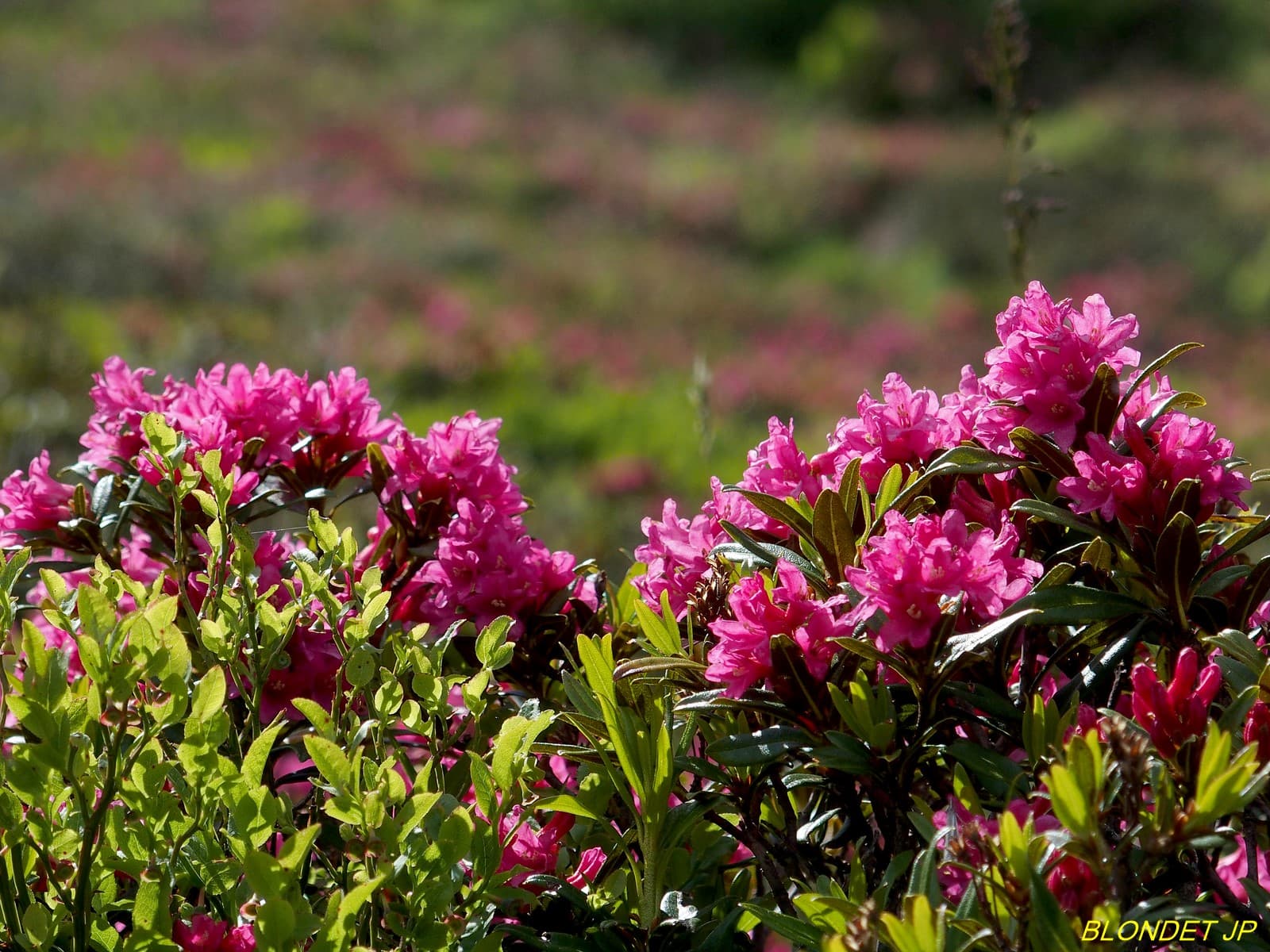 Rhododendrons vers le Grand Rocher