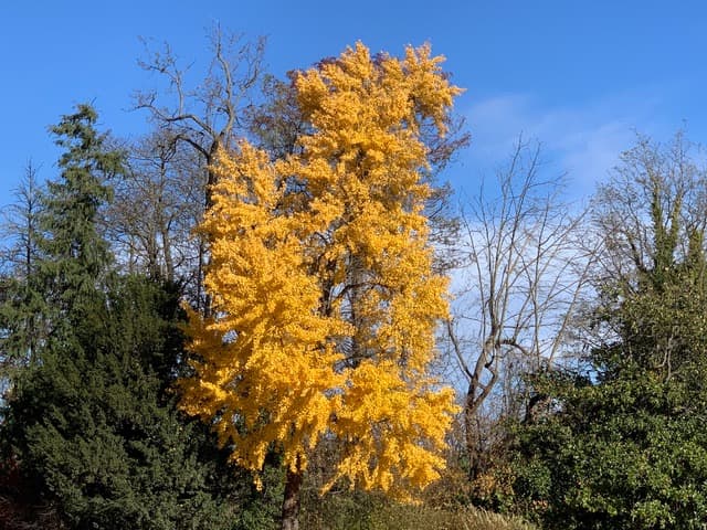 De l'or en.....arbre. wt