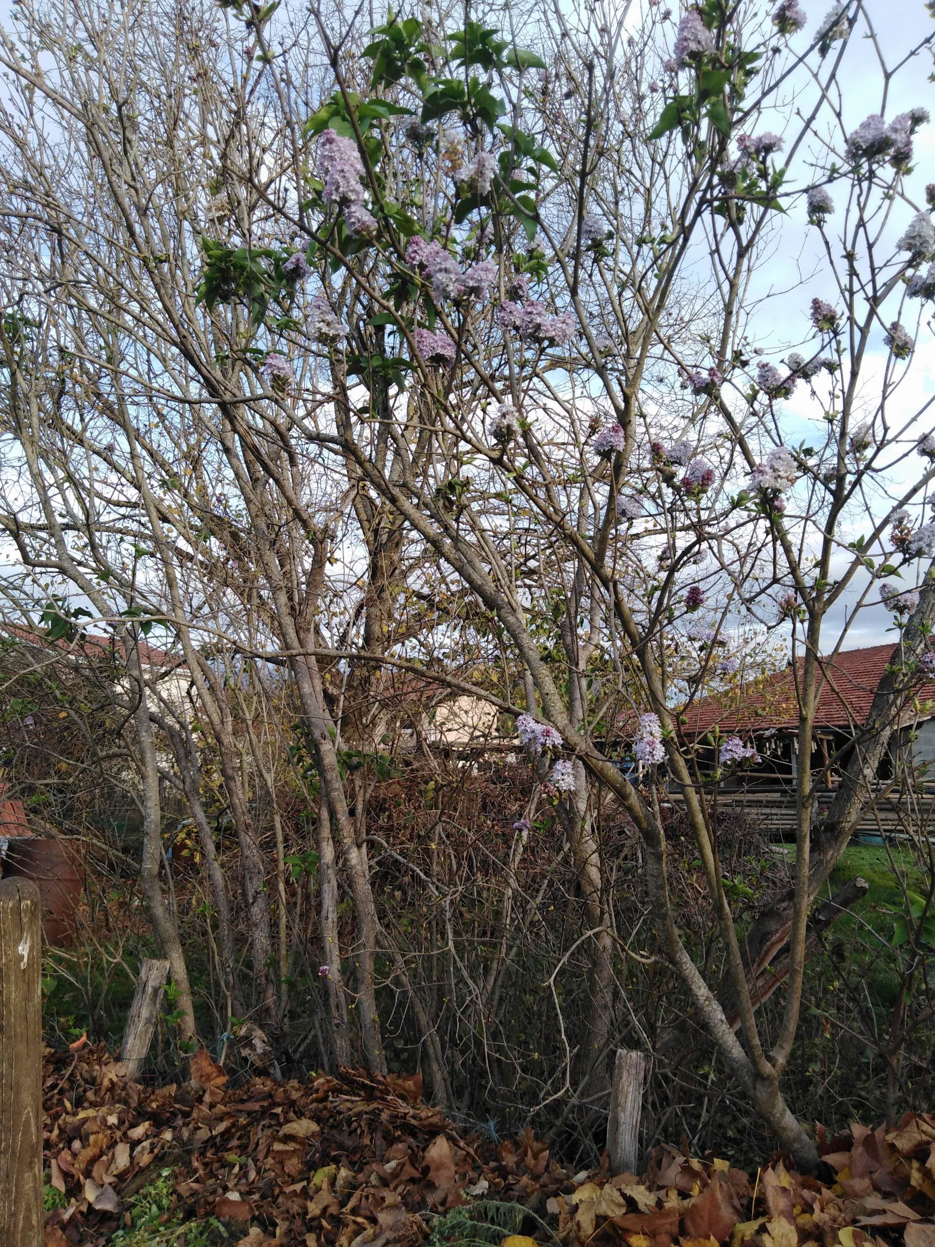 Lilas en fleurs pour la Saint-Martin !