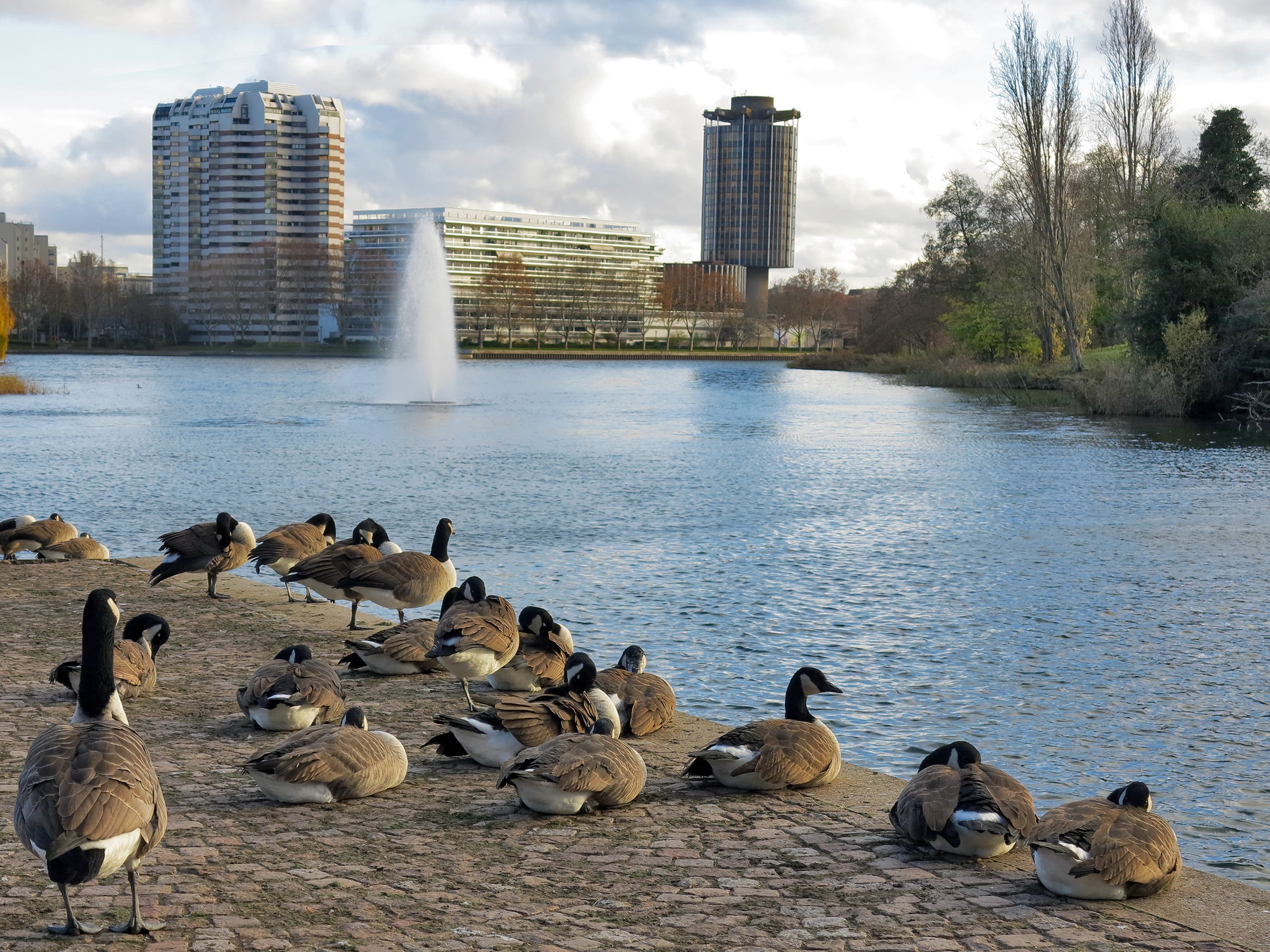 Rassemblement de canards devant le lac de Creteil