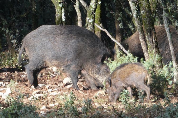 laies et marcassin