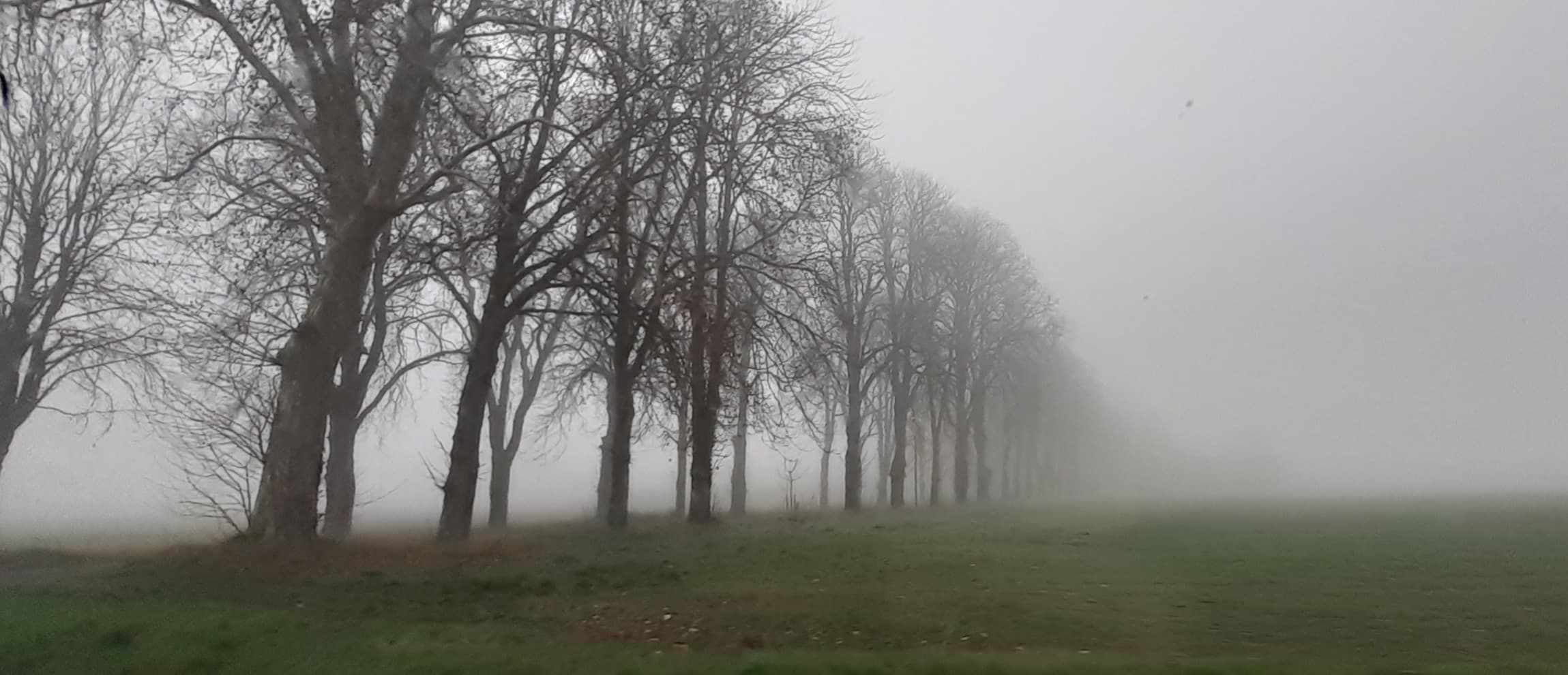 Brouillard