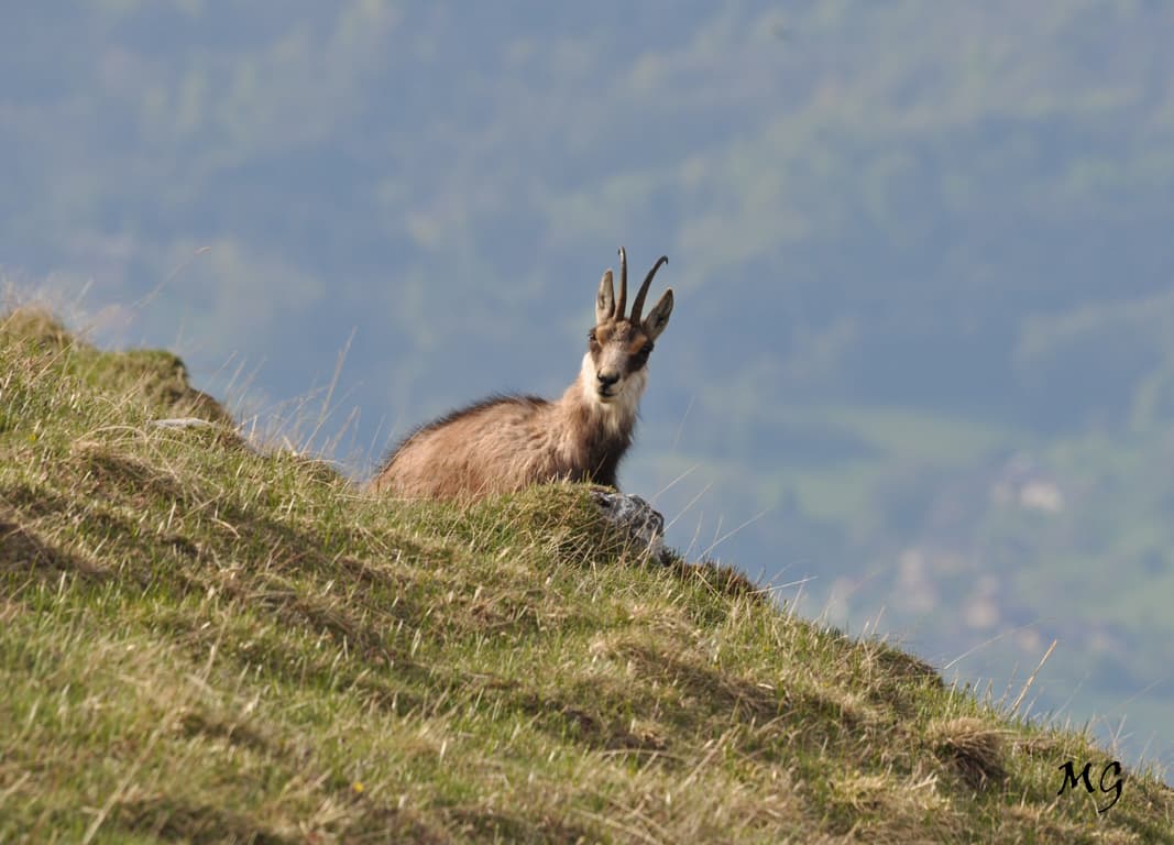 Chamois sur son domaine d'altitude