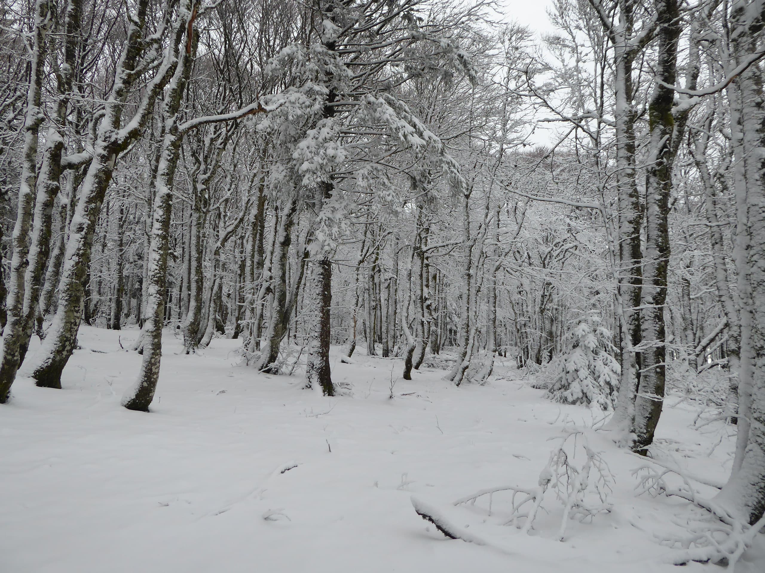 Neige en mai sur les Hautes Vosges.