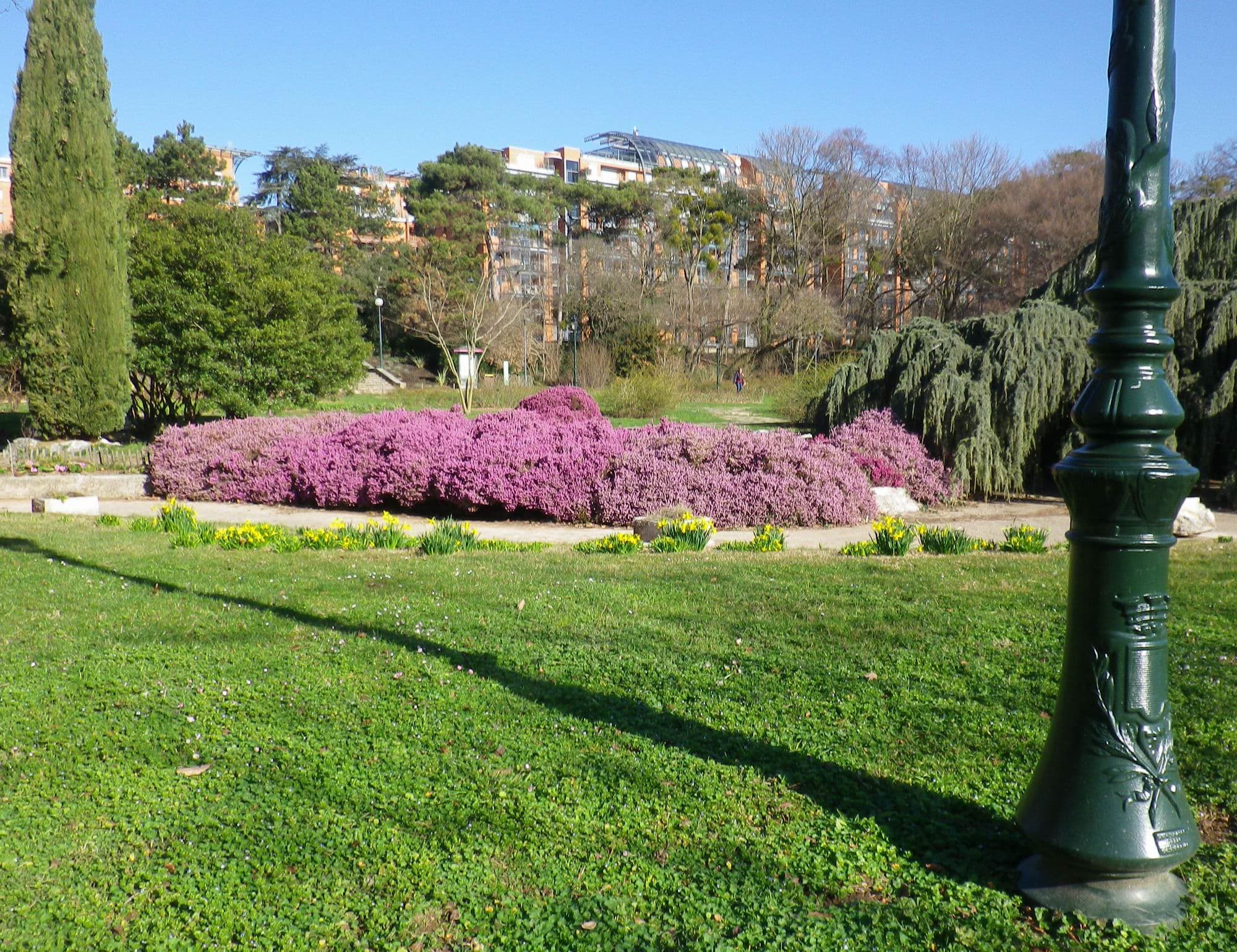 Massif de bruyères