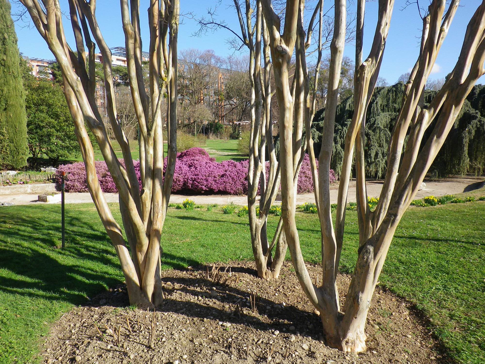 Trio de lilas des Indes