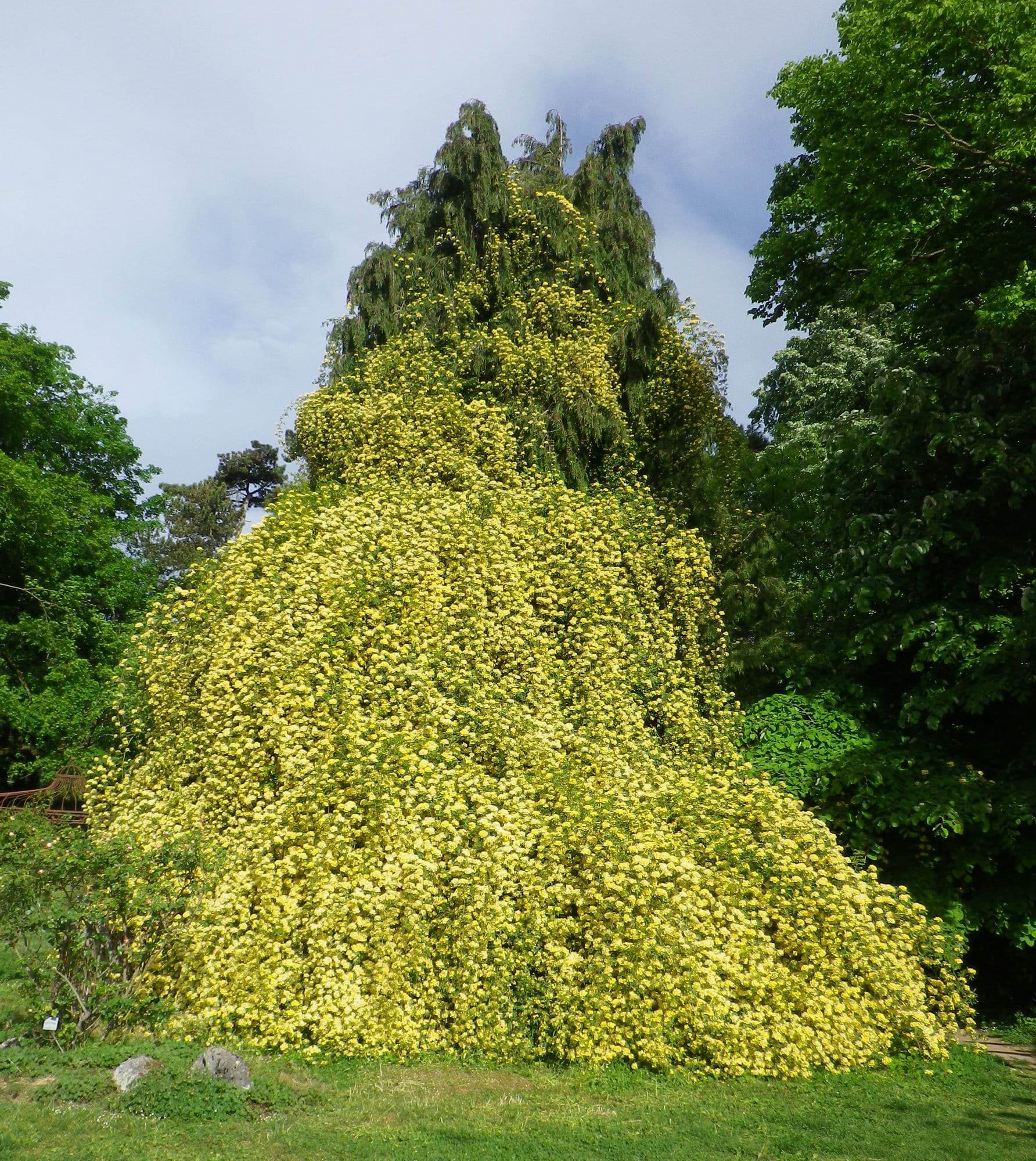 Sapin envahi par des chèvrefeuilles (?). Hauteur environ 6 m !