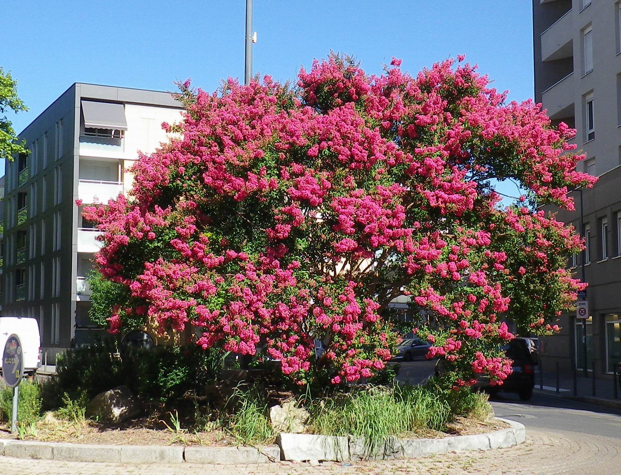 Enorme lilas des Indes !