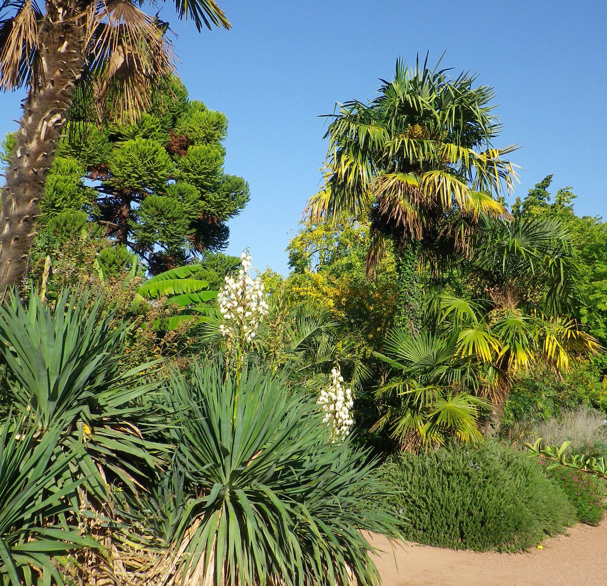 2 ème floraison pour les YUCCAS , la 1 ère ayant eu lieu mi-mai.