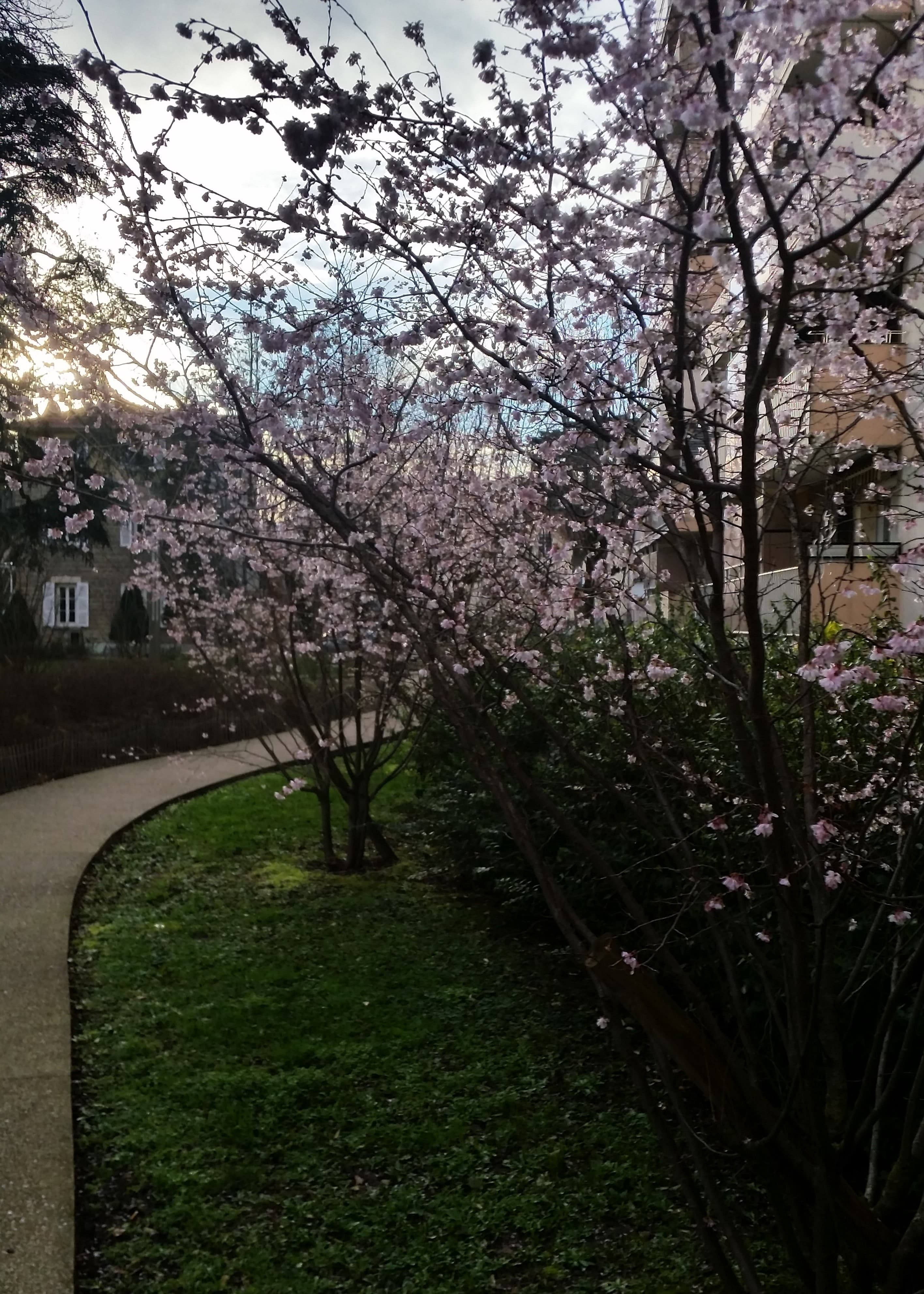 Jeunes cerisiers du Japon en fleurs le 17/01