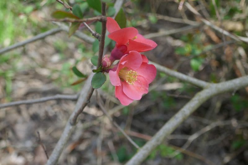 fleur de cognassier du japon au bois de la Cortésine