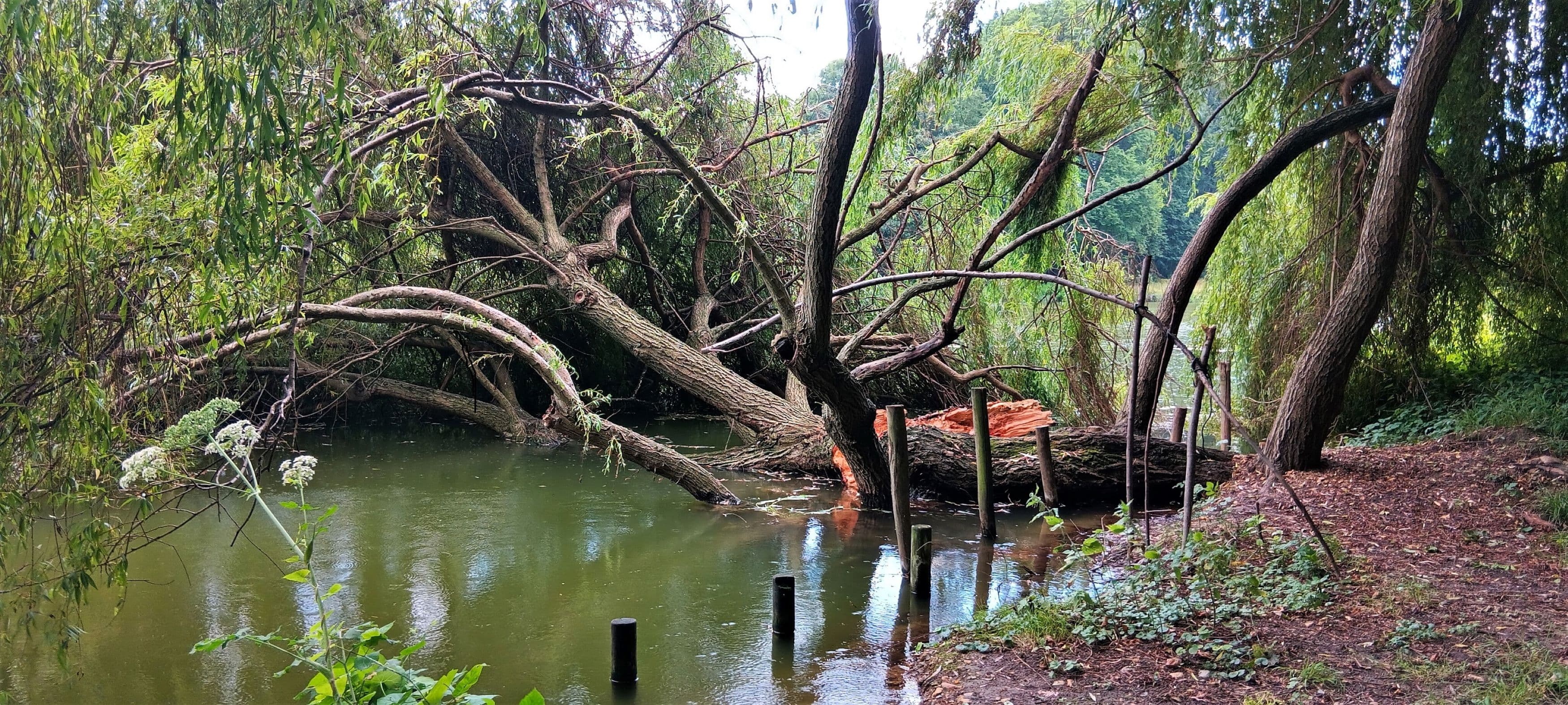 Orage du 28/07/2023 Bois de Boulogne.