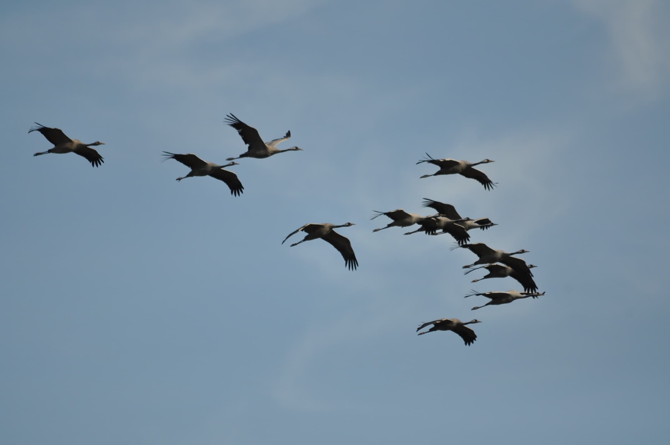 Passage des grues cendrées dans le ciel de la Haute Vienne !!!