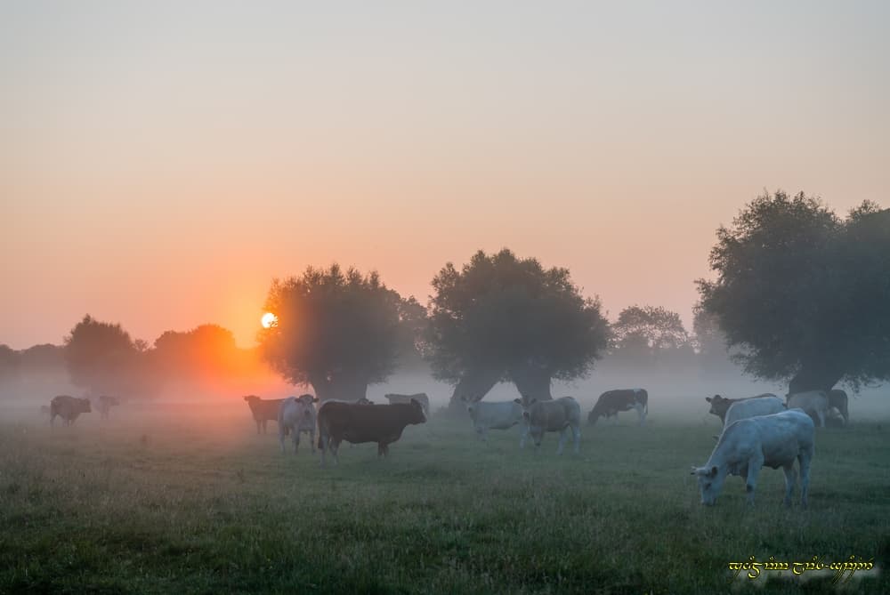 Coloration de la brume