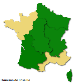 Image d'illustration pour Les pollens de graminées se diffusent pendant l'Ascension