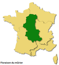 Image d'illustration pour Les pollens de graminées se diffusent pendant l'Ascension