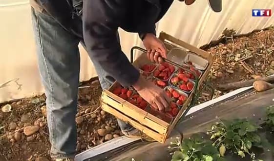 Image d'illustration pour Hiver doux - printemps précoce : comment adapter le jardinage ? 