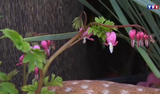 Image d'illustration pour Hiver doux - printemps précoce : comment adapter le jardinage ? 