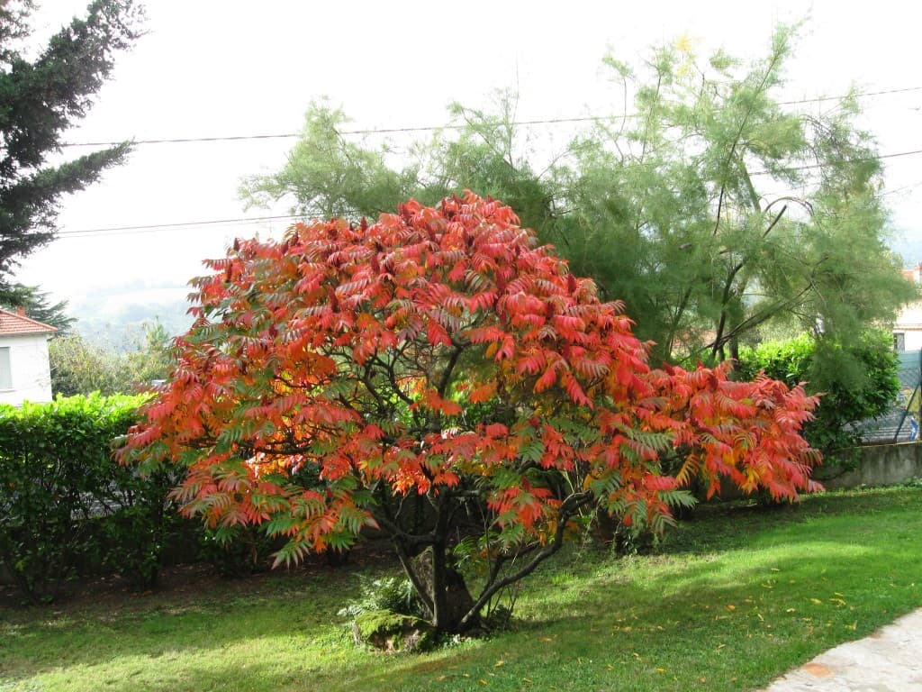 Arbre rhus d'automne