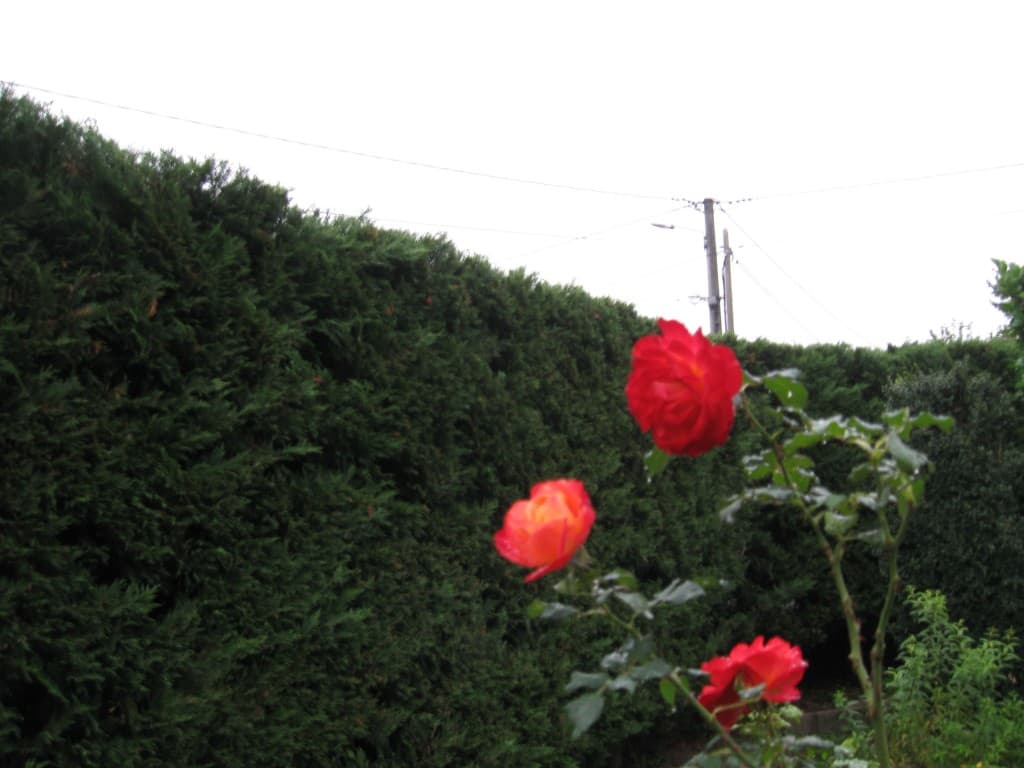 Dernières roses d'été