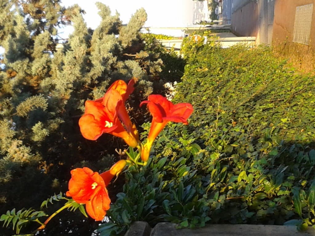 Fleurs du jour