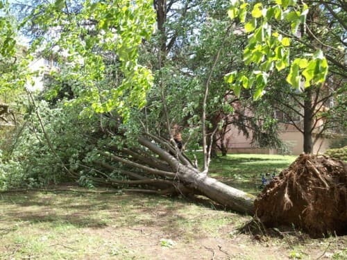 L’arbre n 'a pas résisté au vent 
