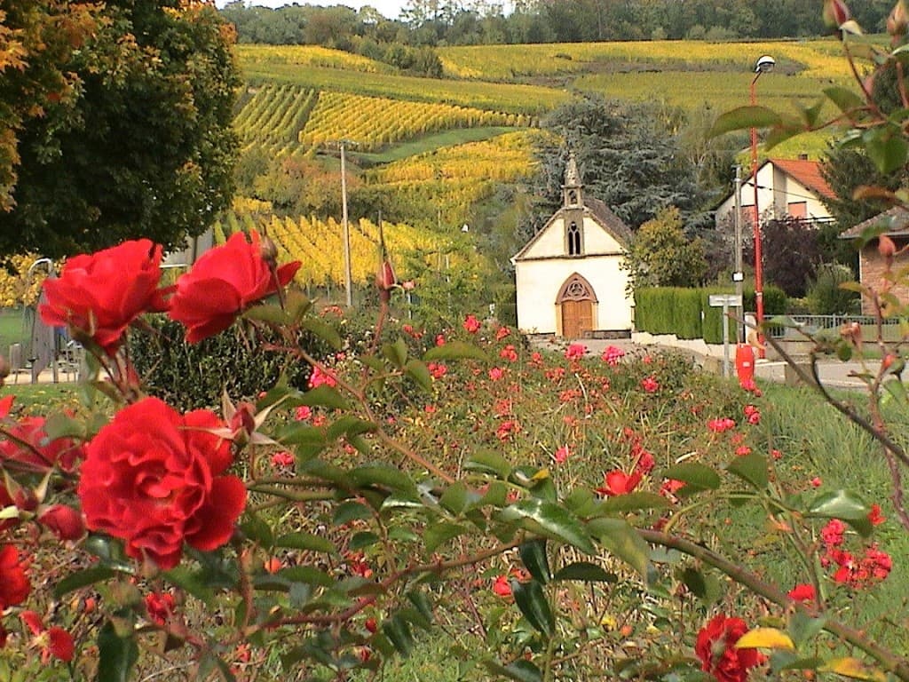 vignoble d'automne