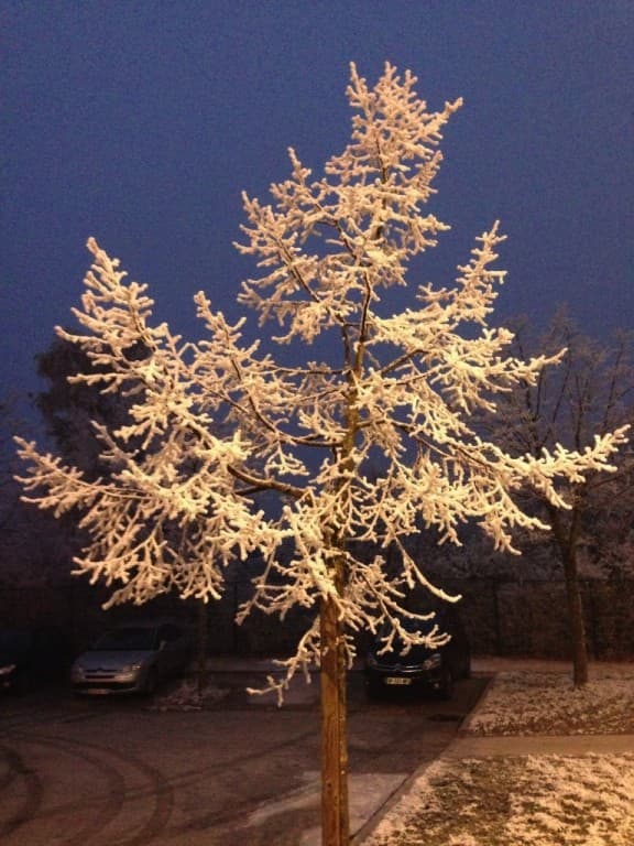 après 4 jours de givre... 