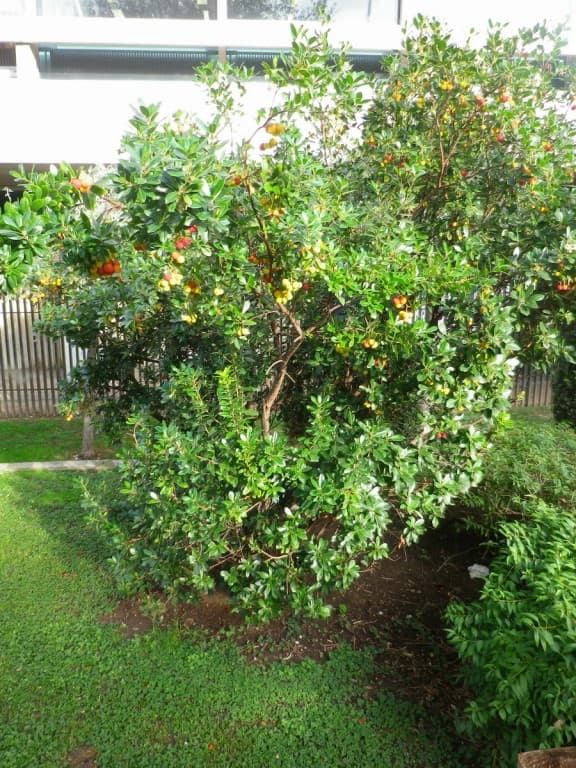 Arbousier (ou arbre à fraises)