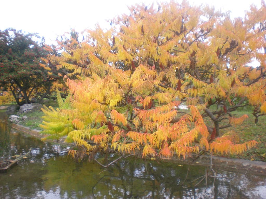 Bel automne