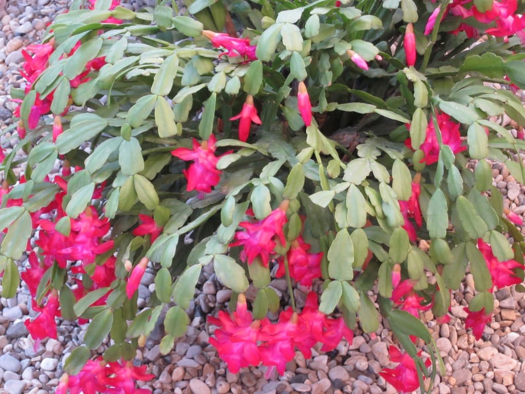 Cactus de Noël 2012