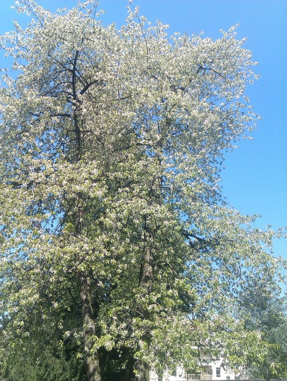 Cerisier, parc Poppy