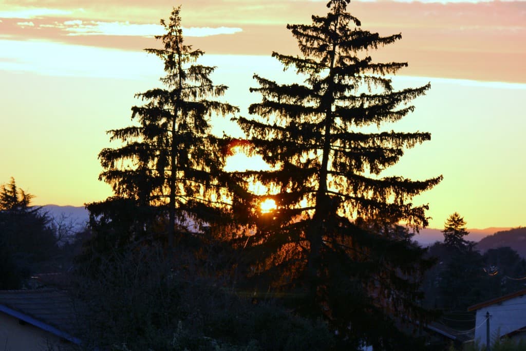 Coucher de soleil entre deux sapins 