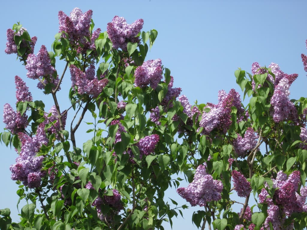Du lilas sur fond de ciel bleu