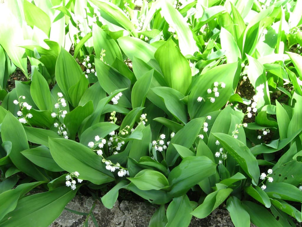En retard le muguet!