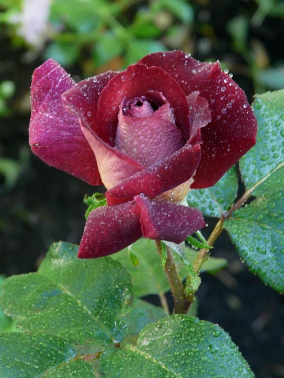 Gouttes de rosée