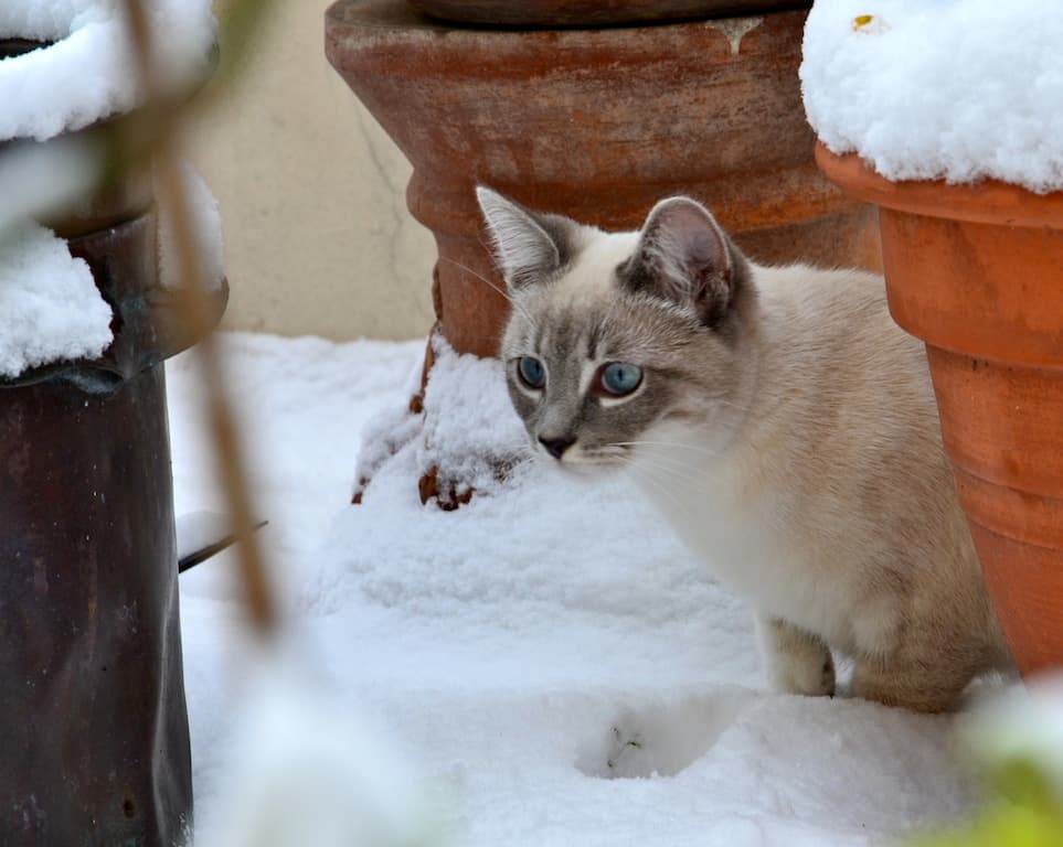 Honey découvre la neige