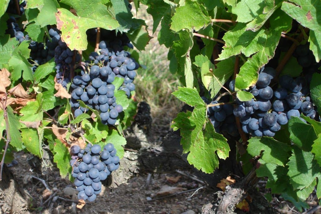 La saison des vendanges commence