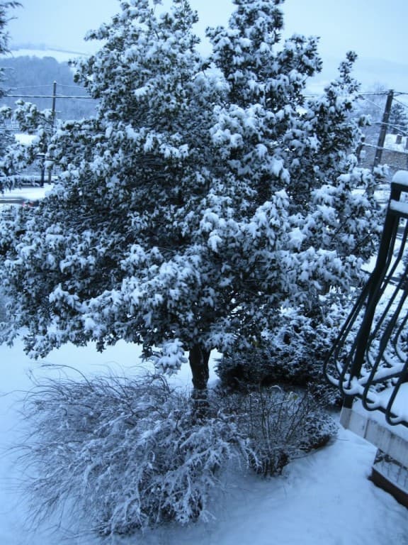 Laurier recouvert de neige