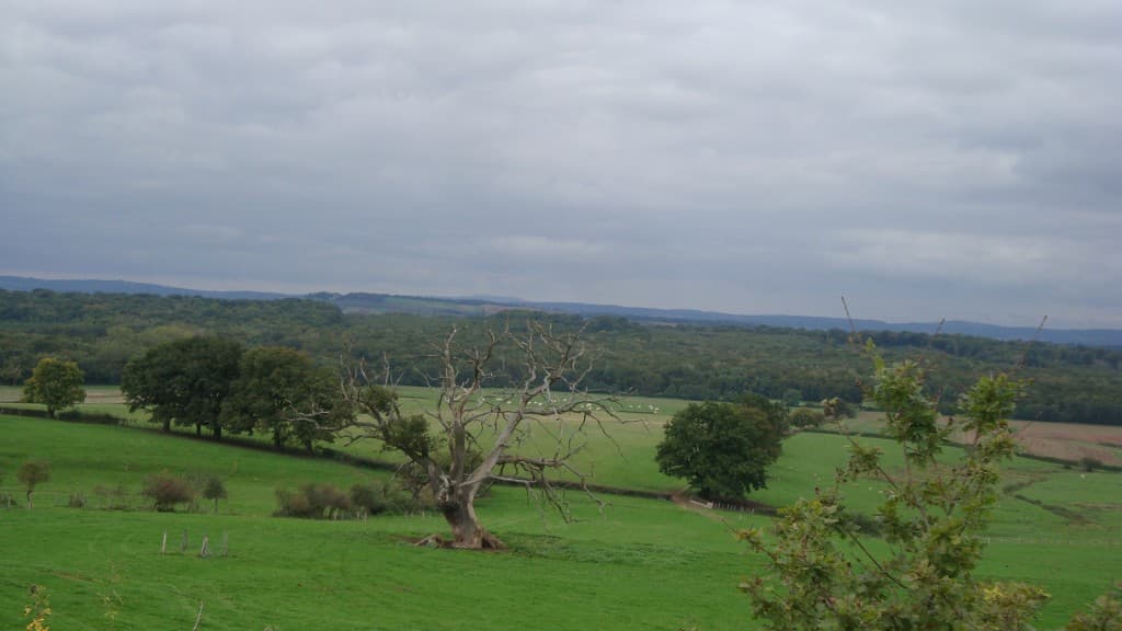 Le chêne de Brancion