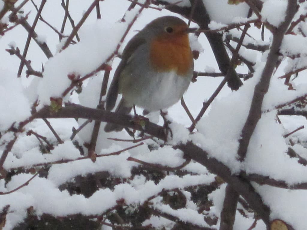 Le rouge-gorge regarde la neige tombée ......